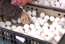 下周一擬每斤漲2元! 陳吉仲:超市設平價蛋專區