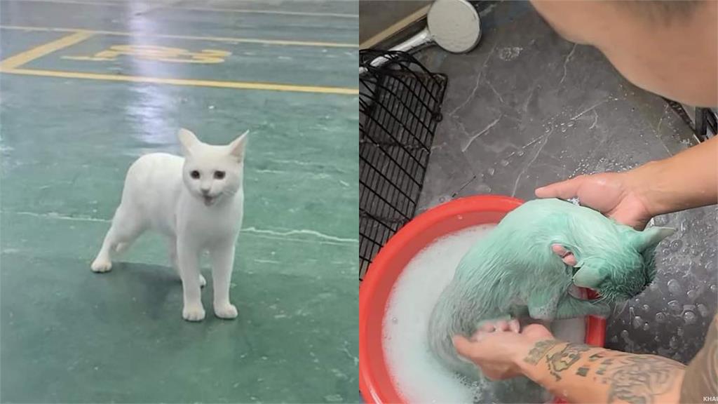 白貓跌油漆桶變「綠巨喵浩克」!網傻眼:中毒狀態?