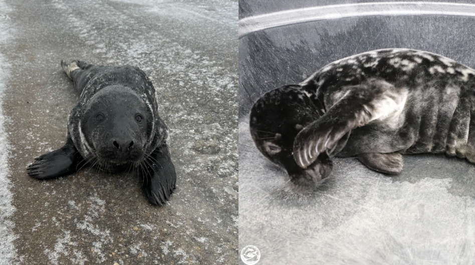 「固執海豹」1天3度衝上岸逛街!專家曝可憐原因