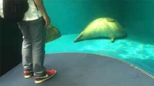 厭世海豹偷薪水「豹歉了」 遊客看軟爛一坨傻眼