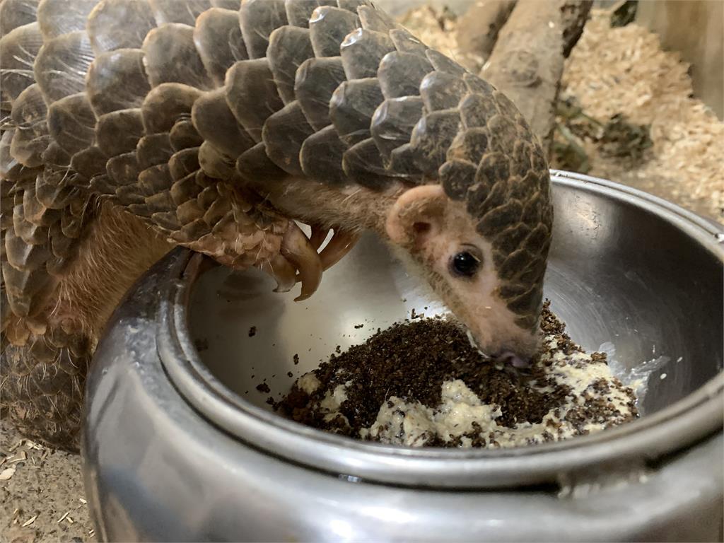 超萌!台灣穿山甲可愛畫面曝光 北市動物園:「潤喉糖」產後狀況良好