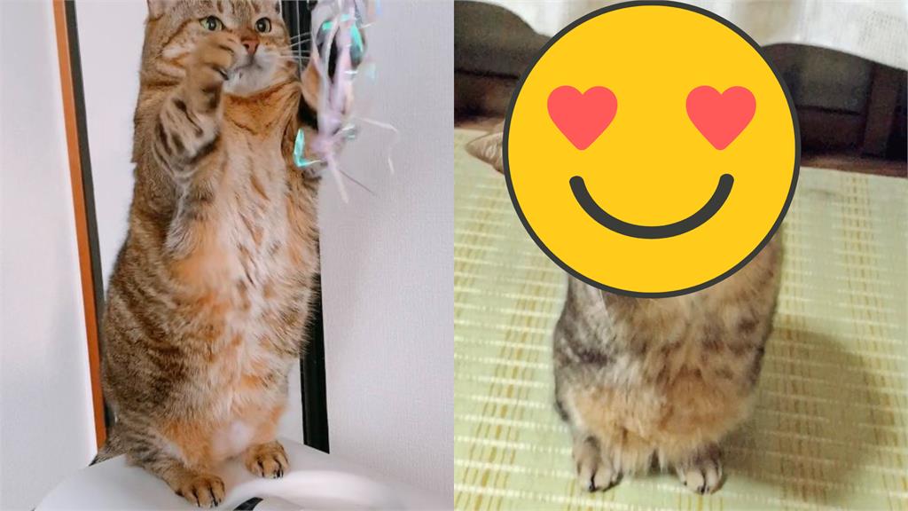 萌喵站立雙手合十拜託!網一看屈服:要什麼都買