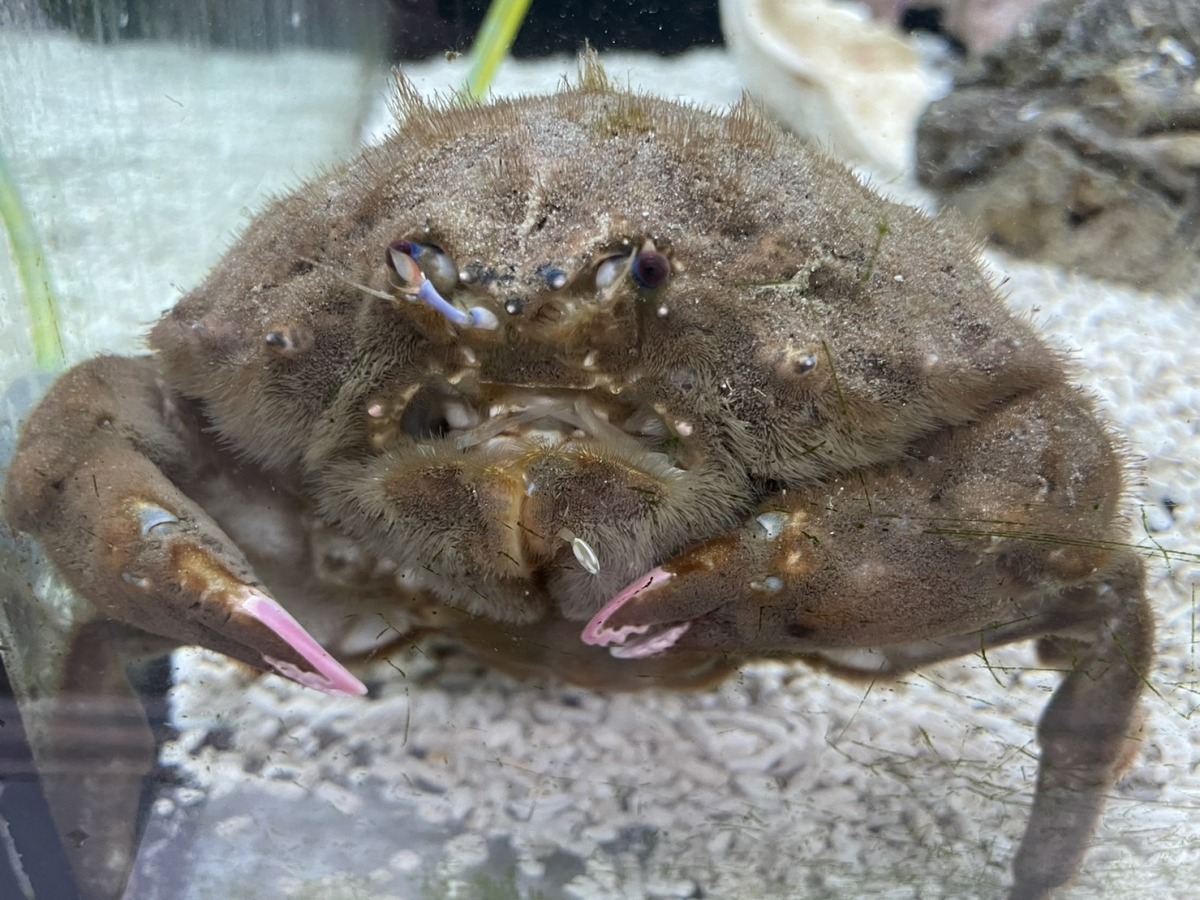 蟹老闆本尊?海科館成功人工繁殖綿蟹 愛揹海綿趴趴走 大螯前端鮮豔的像是擦了粉紅指甲油的成體綿蟹