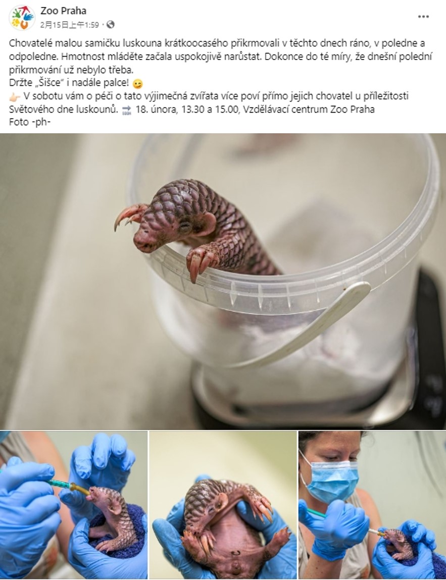 布拉格動物園的穿山甲寶寶出生後體重不增反減，要進入第4天時，臺北動物園建議布拉格