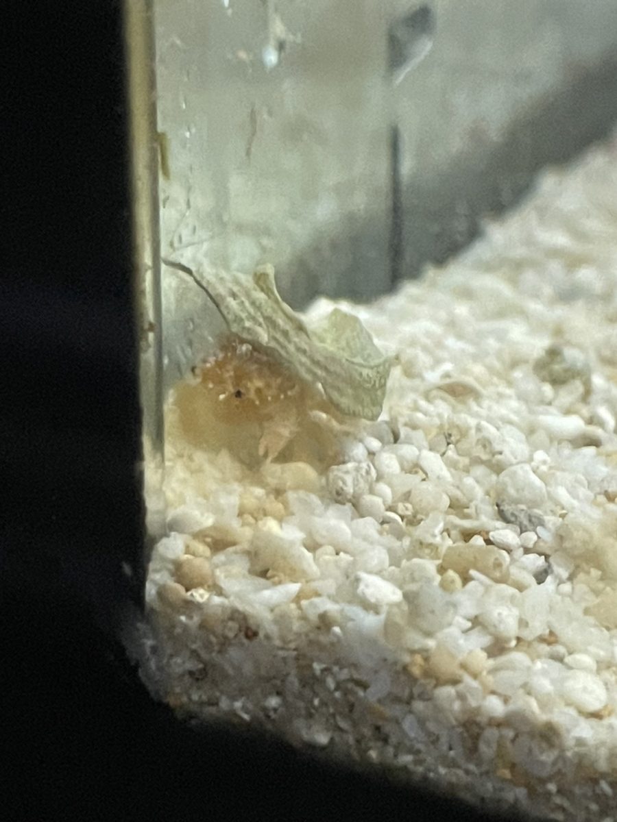 蟹老闆本尊?海科館成功人工繁殖綿蟹 愛揹海綿趴趴走 綿蟹寶寶魴背破掉的貝殼 scaled