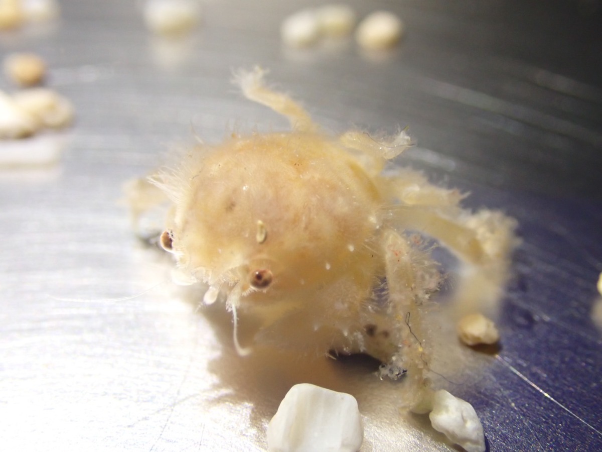 蟹老闆本尊?海科館成功人工繁殖綿蟹 愛揹海綿趴趴走 這是1.5個月大的小寶寶 全身毛茸茸的相當可愛