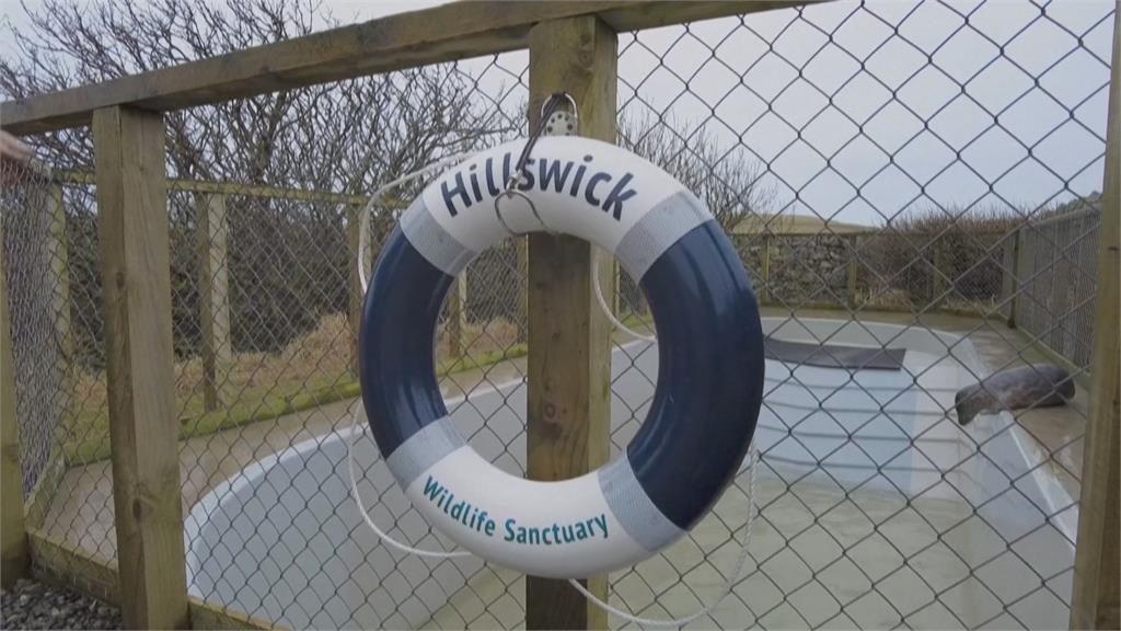 偉大!蘇格蘭愛心夫妻檔 拯救上百隻海豹、水獺