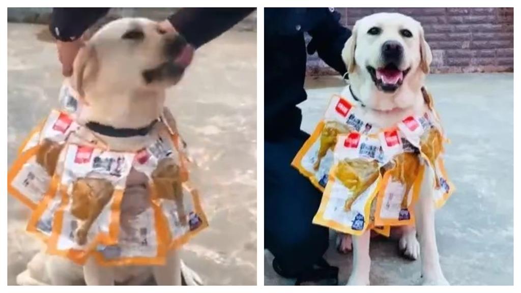 聞出12KG毒品立功!拉拉爽戴「雞腿花圈」笑開懷