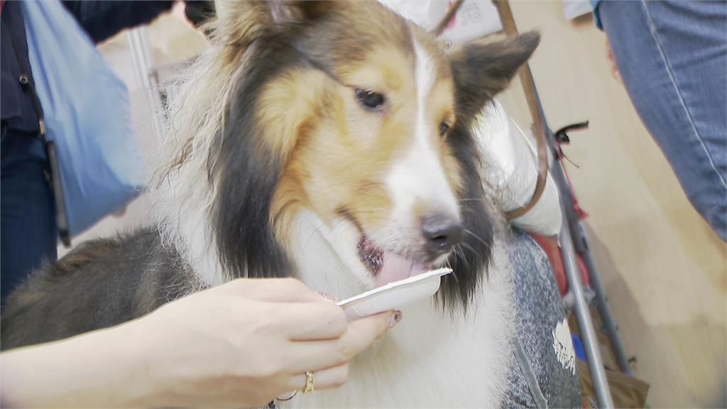 寵物用品博覽會 毛孩專屬「台式熱炒」超吸睛