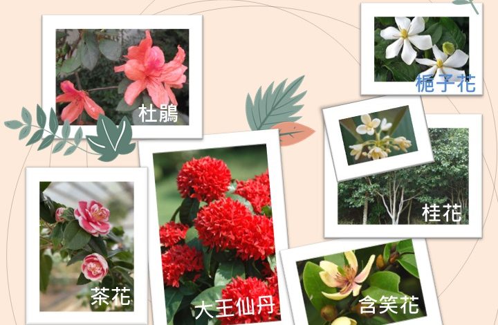 【活動訊息】大溪區植樹節活動 捐發票換樹苗