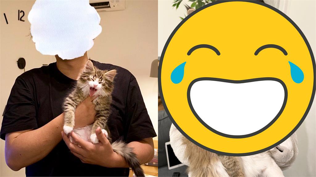 巴掌貓光速成長!6個月成變1米巨貓日網嚇壞