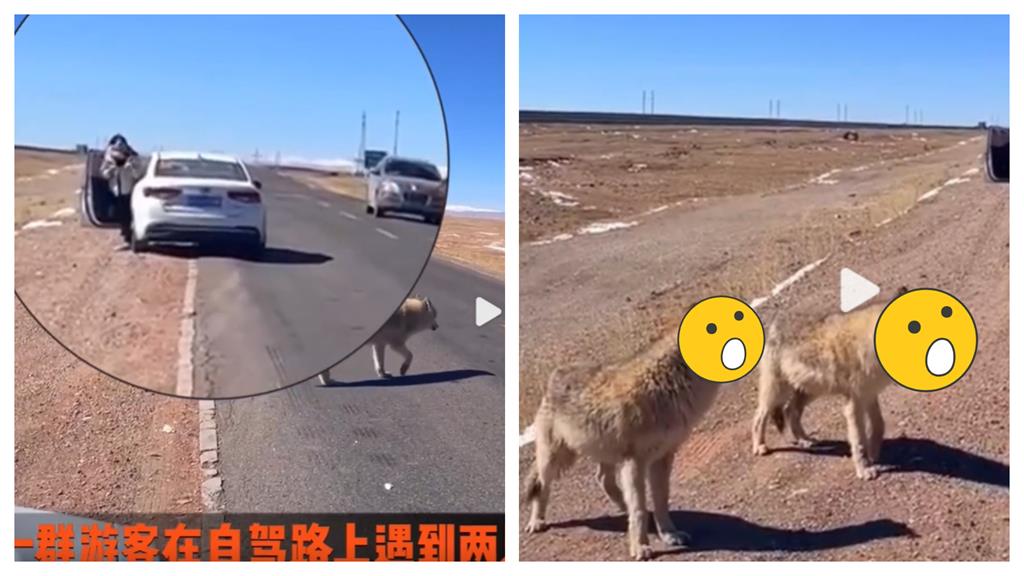 公路見「精壯大狗」想開撸!真面目曝光驚慌狂奔