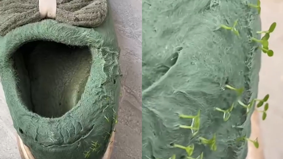 老公幫洗鞋子「發芽了」!她傻眼:男人很離譜