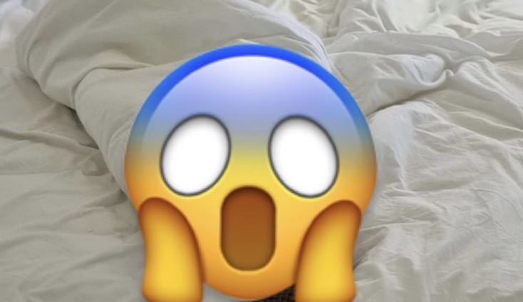 「世界第2毒」巨蛇闖入躺床!網崩潰想搬家