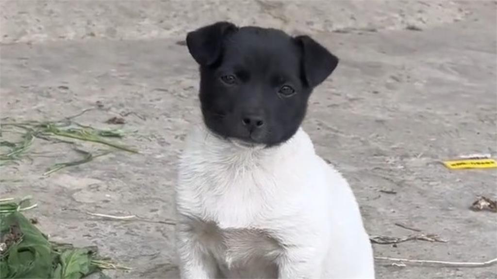 超萌小狗成「黑白無常」!網笑:準備去搶銀行?