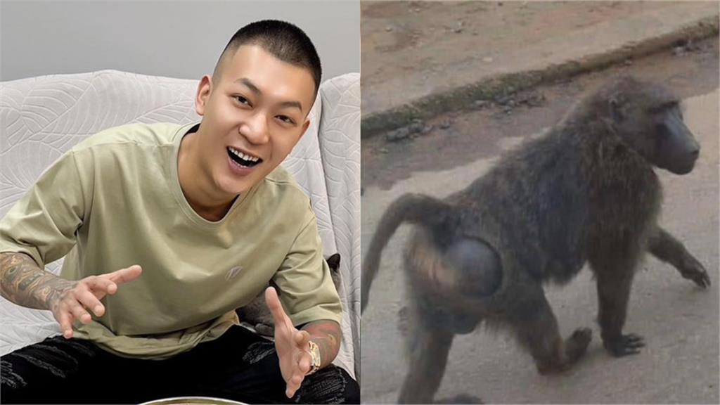 鳳梨特製「2座米塔」悼念 36字淚别狒狒