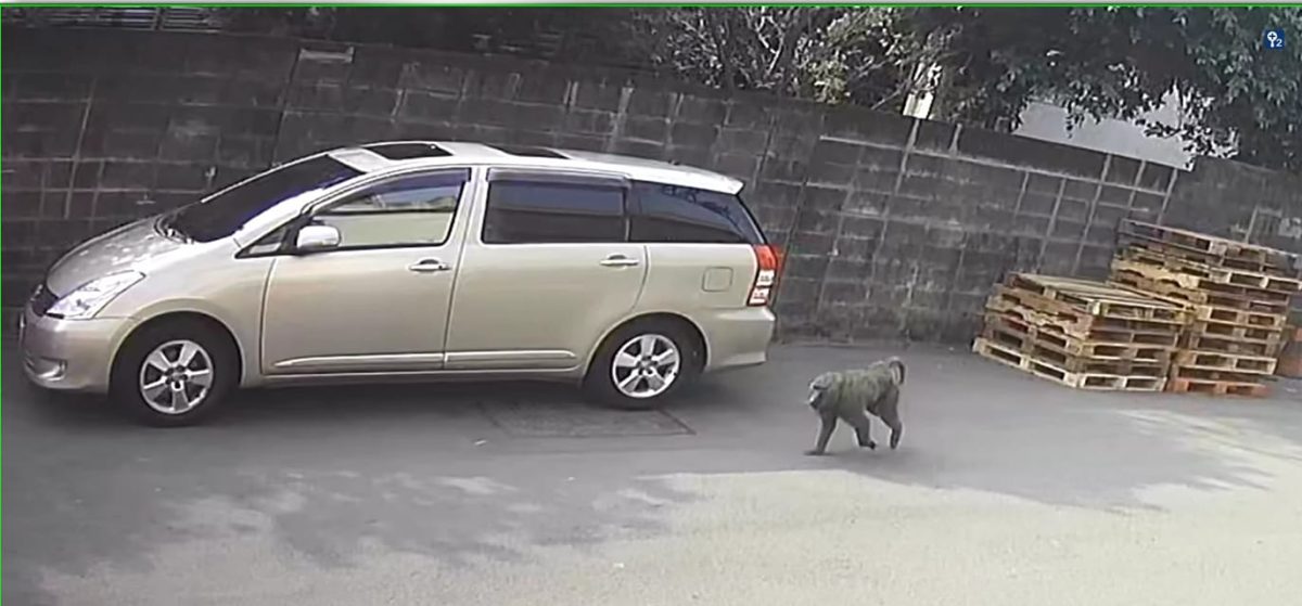 【有片】狒狒逃走中!疑往新屋移動 桃園男兩周前目擊被笑「喝醉」 336980499 249536400832006 6281671652647184464 n scaled