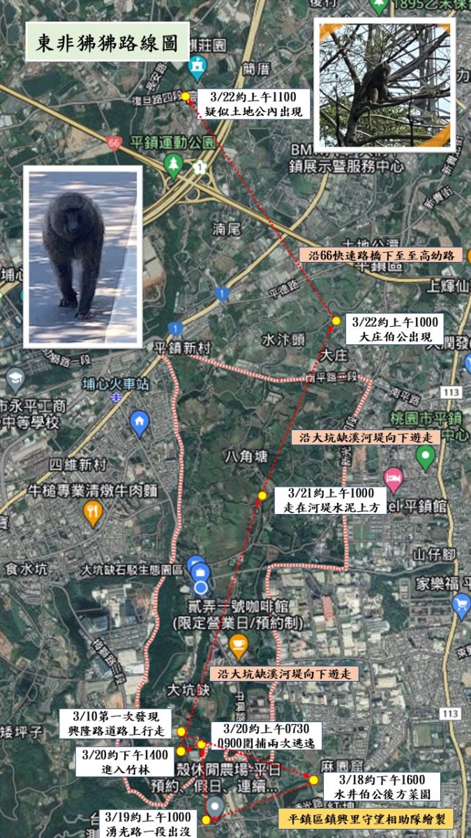 【有片】狒狒逃走中!疑往新屋移動 桃園男兩周前目擊被笑「喝醉」 337368021 967155900973791 1417870532782443030 n scaled