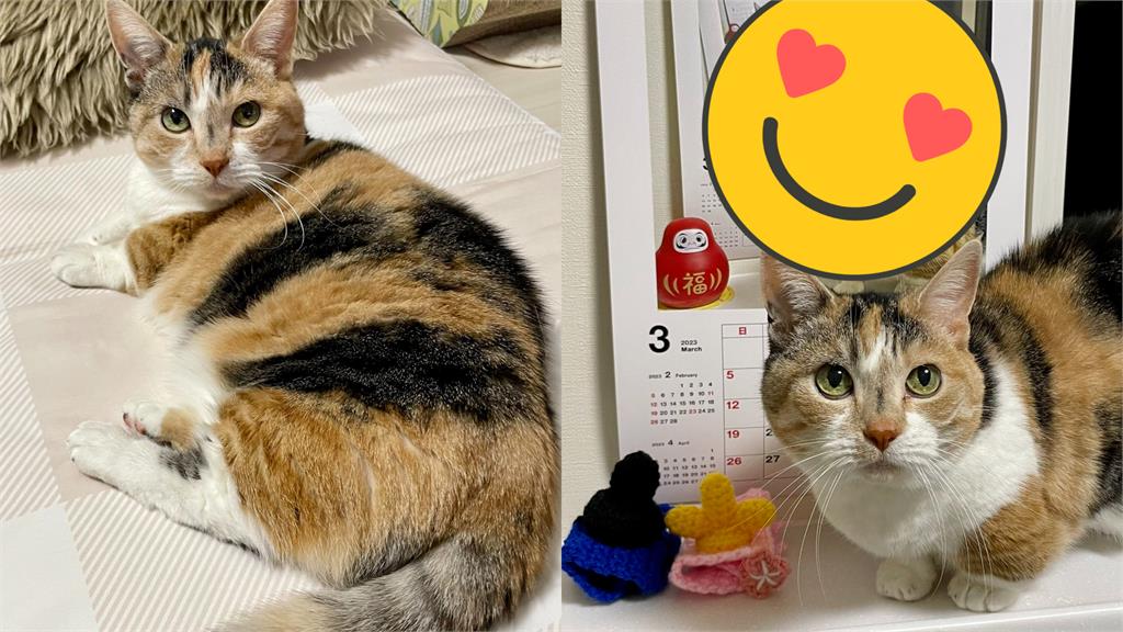 貓貓無限複製!飼主每年1照做「俄羅斯娃娃月曆」