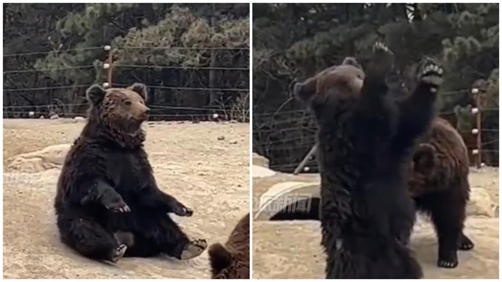 棕熊「站立揮手」遭疑是人假扮 園方解釋反被轟