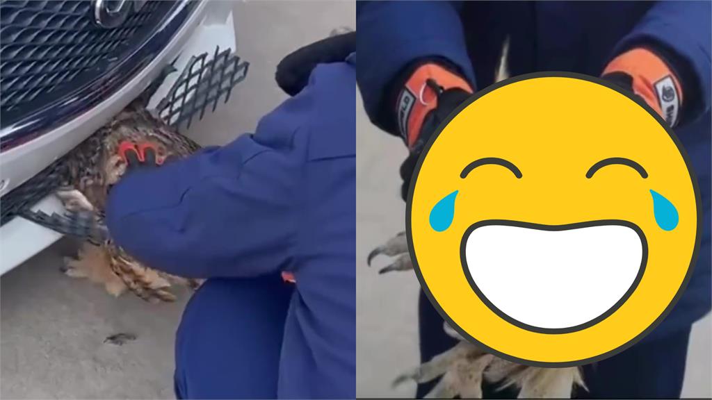 貓頭鷹低飛撞進車頭卡死!拔出呆滯模樣萌翻萬網