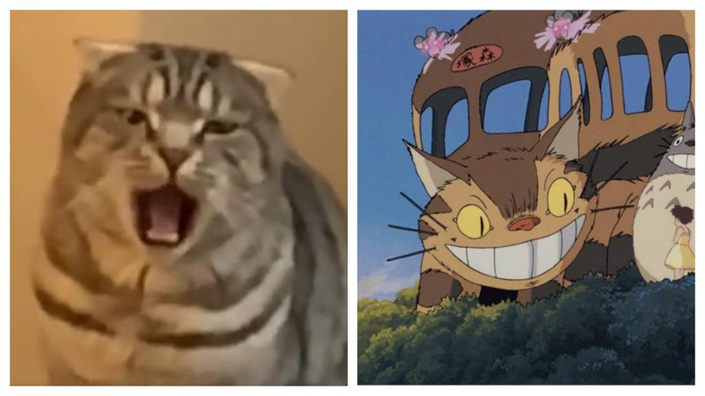 喵皇秒變「龍貓公車」!詭異4眼露出驚人真面目