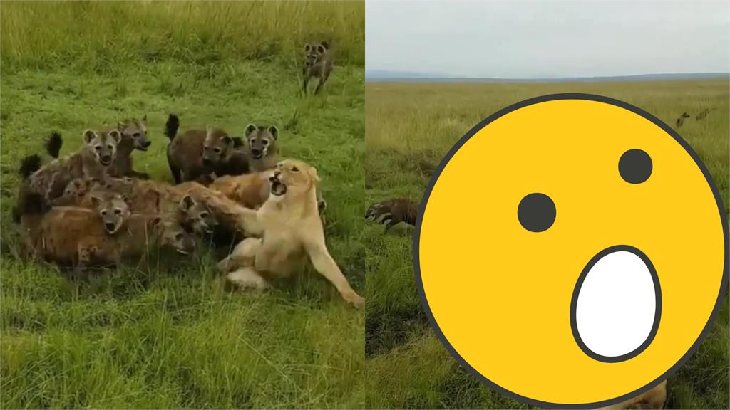 落單母獅慘遭鬣狗圍攻!超驚險「逆轉片」曝光