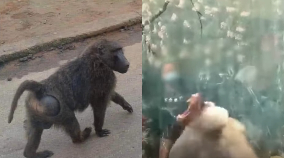 中國大媽敲玻璃挑釁!狒狒暴怒反應超驚人