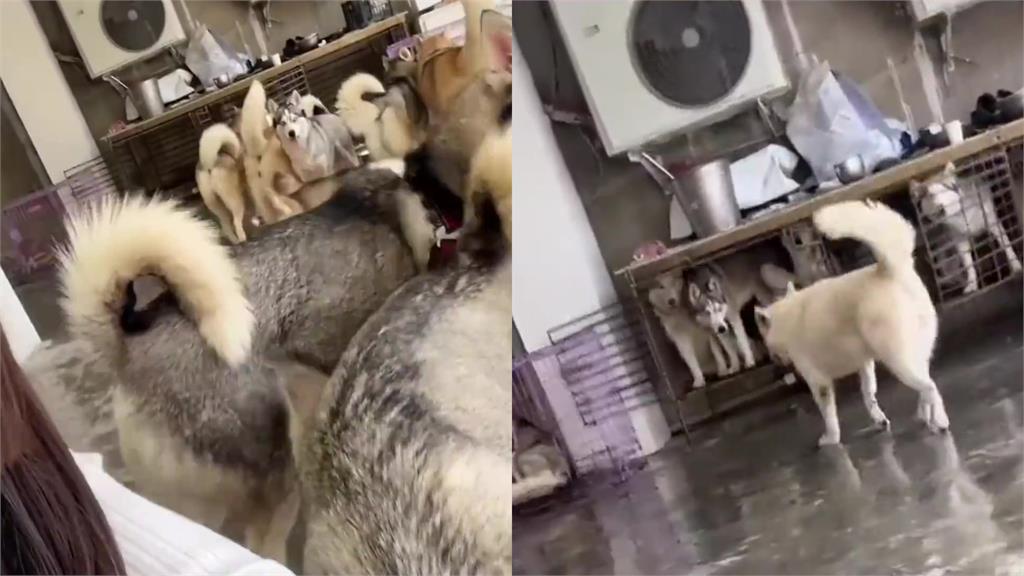 哈士奇狂溜達不睡覺!飼主怒噴「5字箴言」秒回籠