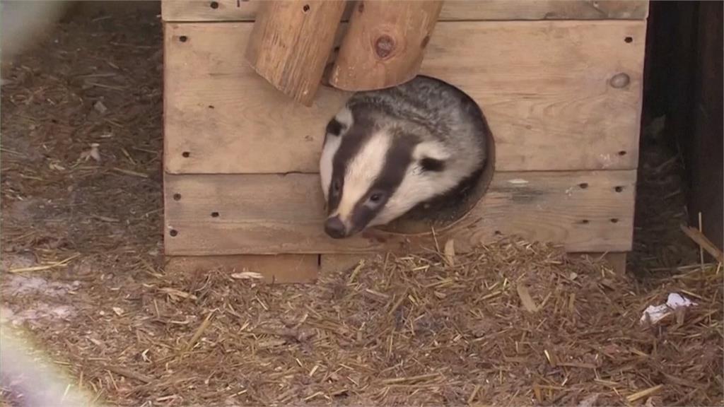 軌道下地基遭掏空 荷蘭野生獾闖禍鐵路大停擺