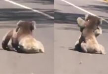 2頭無尾熊街頭鬥毆!15秒「柔術激戰」網看傻