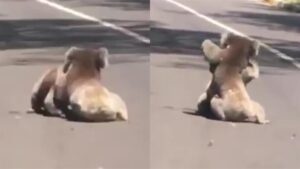 2頭無尾熊街頭鬥毆！15秒「柔術激戰」網看傻
