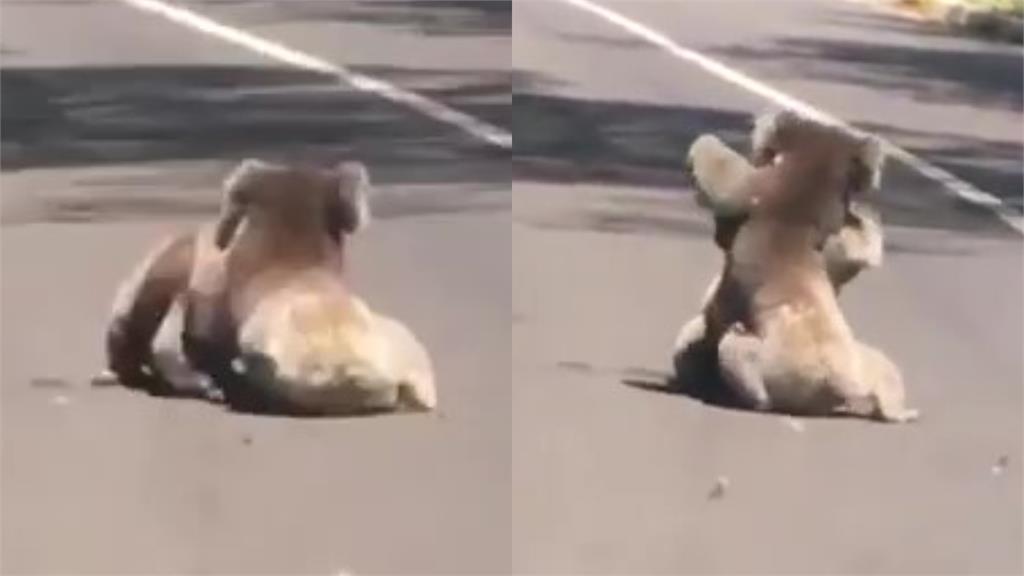 2頭無尾熊街頭鬥毆!15秒「柔術激戰」網看傻