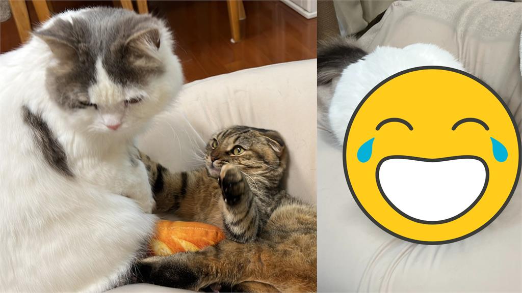 流氓貓「把喵前輩當坐墊」!網笑翻:膽子真大
