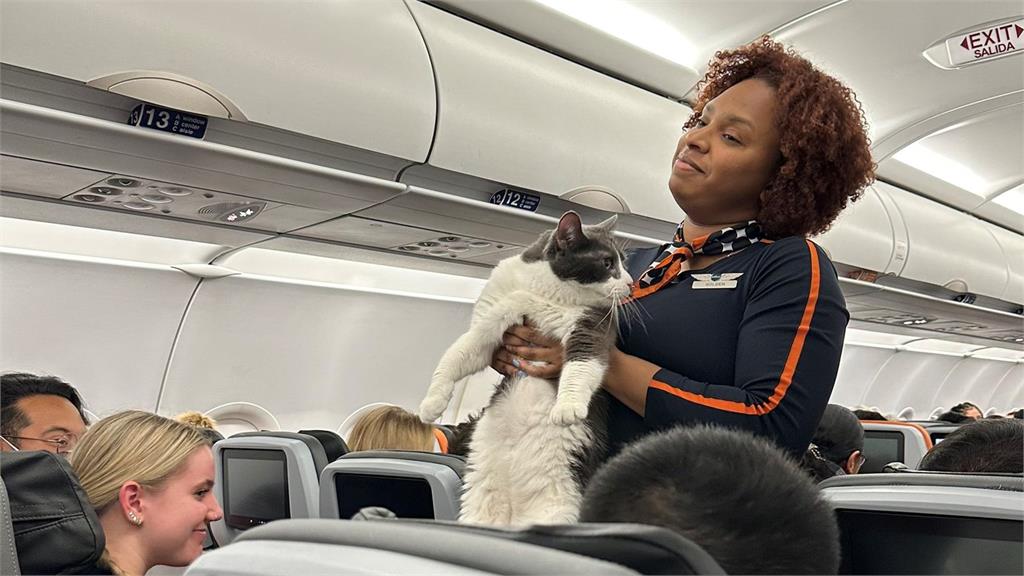 空服員「高舉胖貓」找主人!脫口1句話眾人笑翻