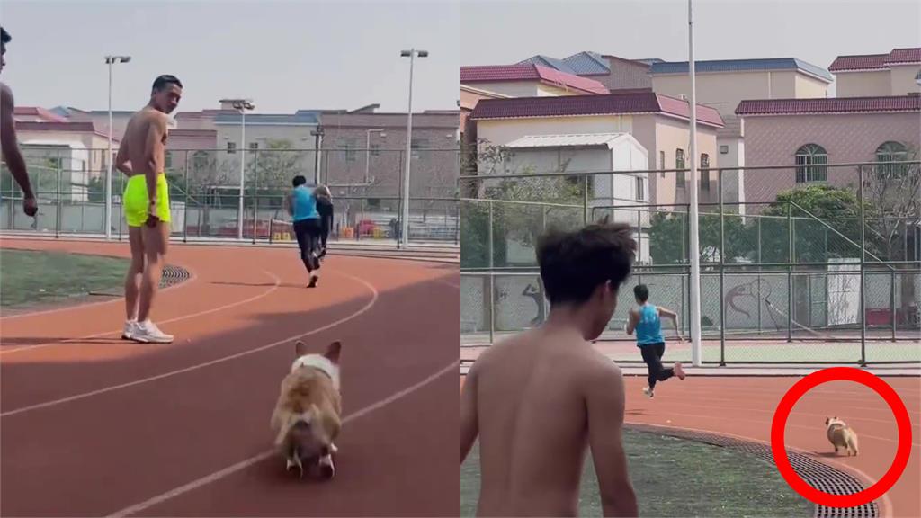 柯基彈射起步反超田徑生!26秒甩尾狂追片網看傻