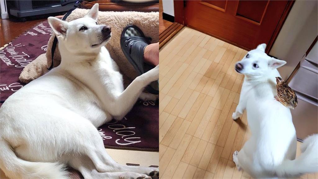 小鵪鶉誤把「小白狗當成媽」 汪星人一看超問號