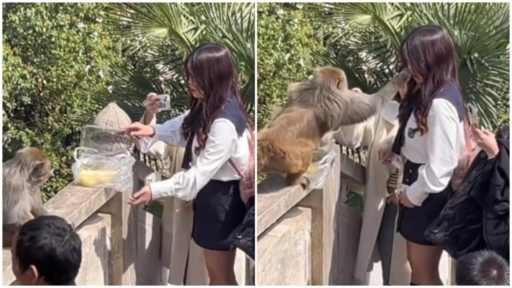 短裙妹想餵彌猴慘遭賞巴掌 全網白眼:被打活該