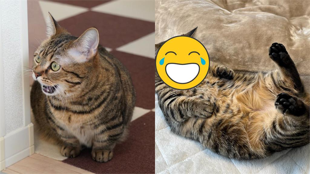 喵星人四腳朝天練腹肌!「受傷表情」75萬人笑瘋