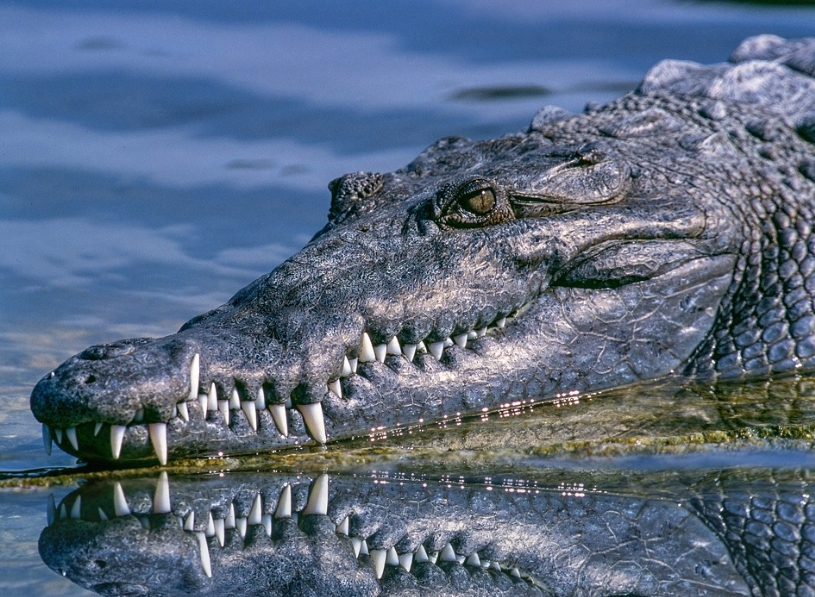 「鱷」鄰在身邊!他應門遭2公尺鱷魚狠咬嚇破膽