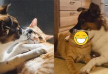 狗狗太熱情狂啃咬示愛!橘貓棄守閉眼享受笑翻網