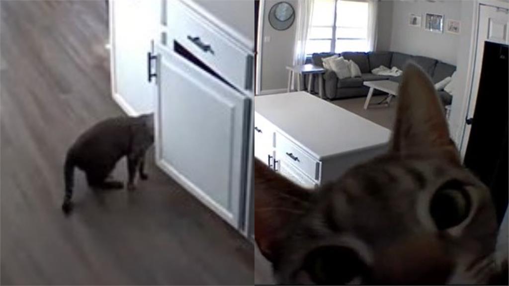 貓咪遭主人監視器「遠端訓話」!牠1秒解決問題