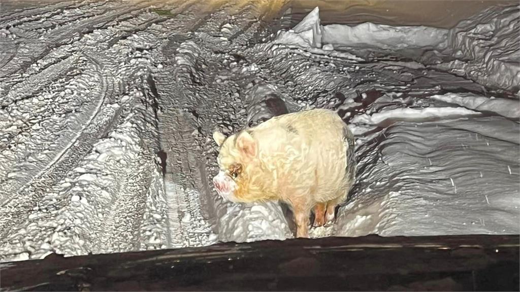 求生意識很強!走失「冷凍豬」呆萌搭警車畫面曝光