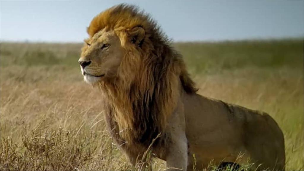 傳奇獅王遭咬死!7年統治被推翻 兄弟兒子也遇害
