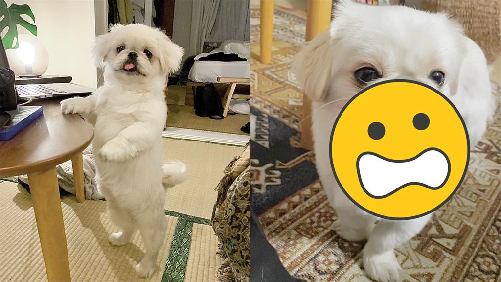 變色龍轉世?白汪舌頭「長到像P圖」驚呆網