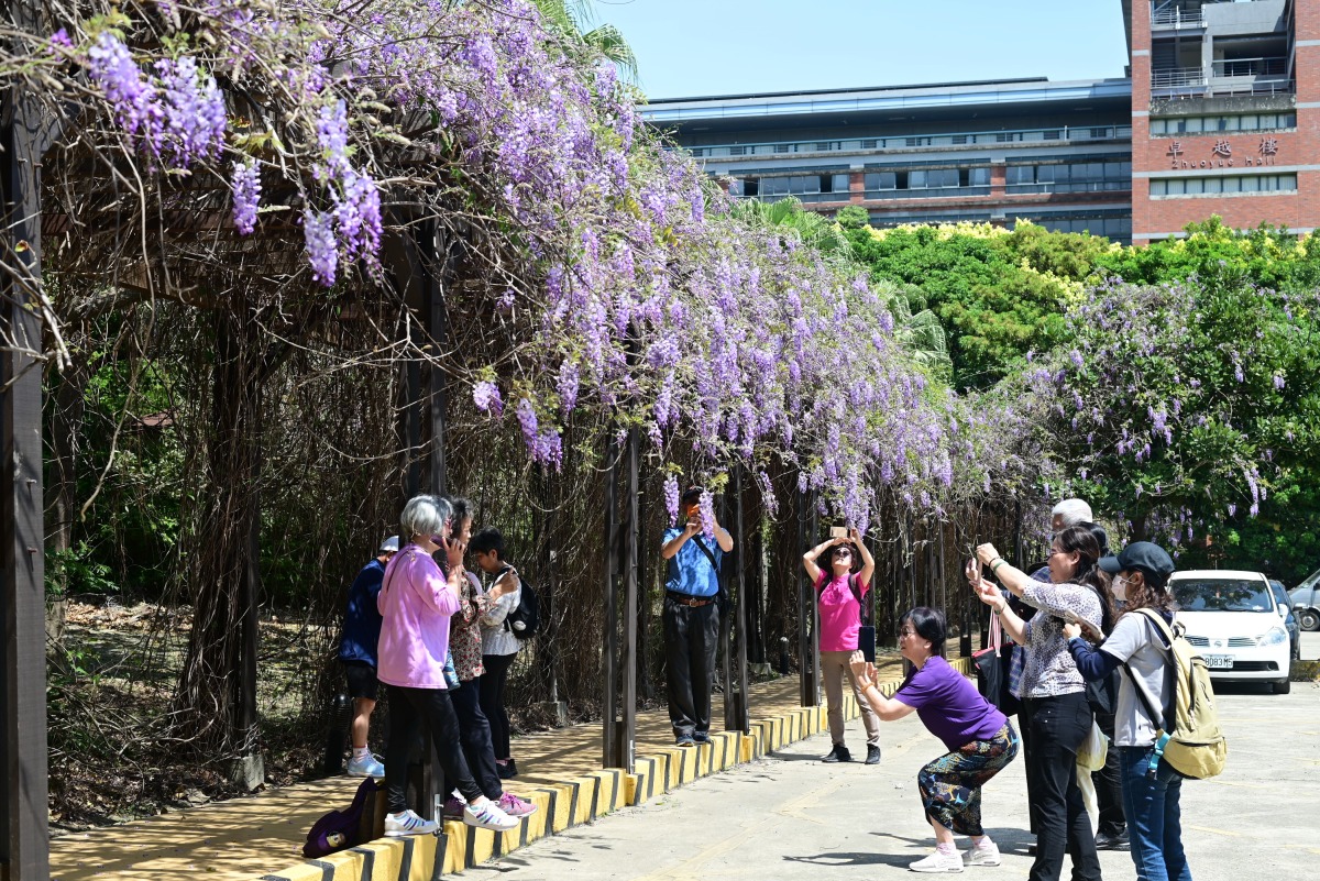 紫藤花浪漫仙境！開南大學樂齡課程傳授手機攝影技巧