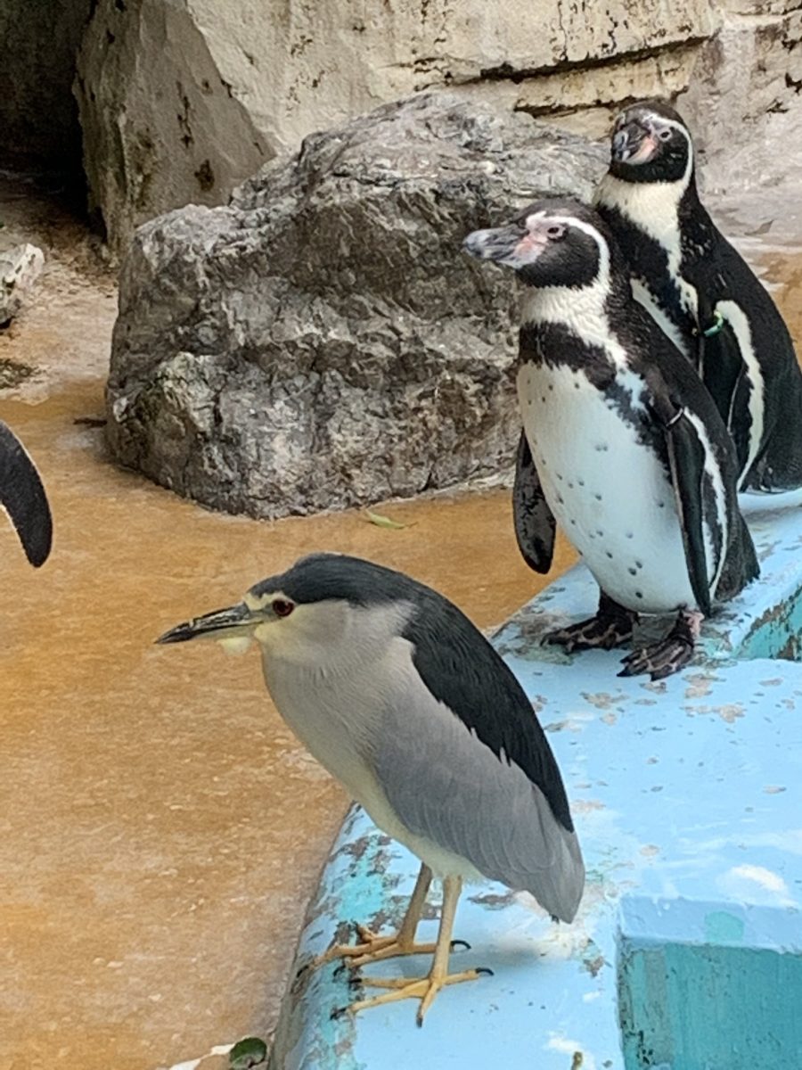 有間諜!「南崁企鵝」混進日本動物園騙吃騙喝 EIwH79wU4AENQaY scaled