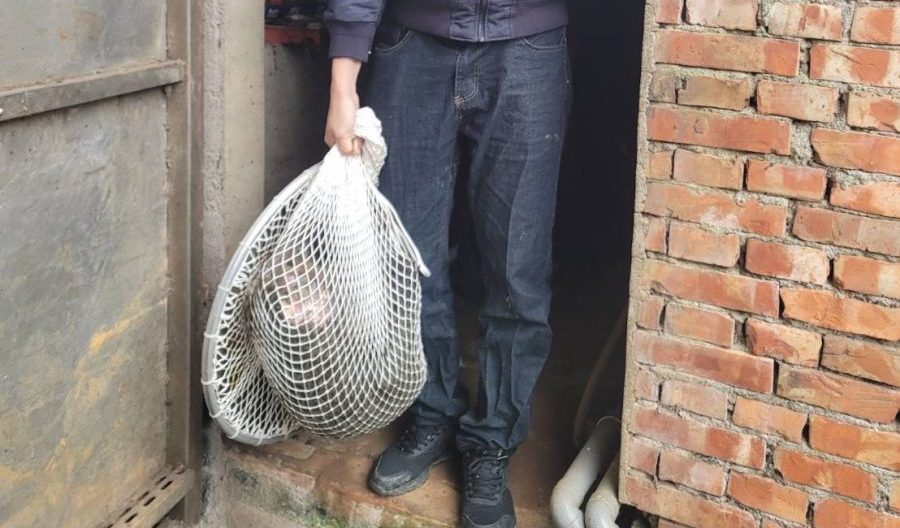 桃園狒狒離奇死亡!獵人坦承用槍 多處疑點待釐清 S 40739218 1 scaled e1679904137621