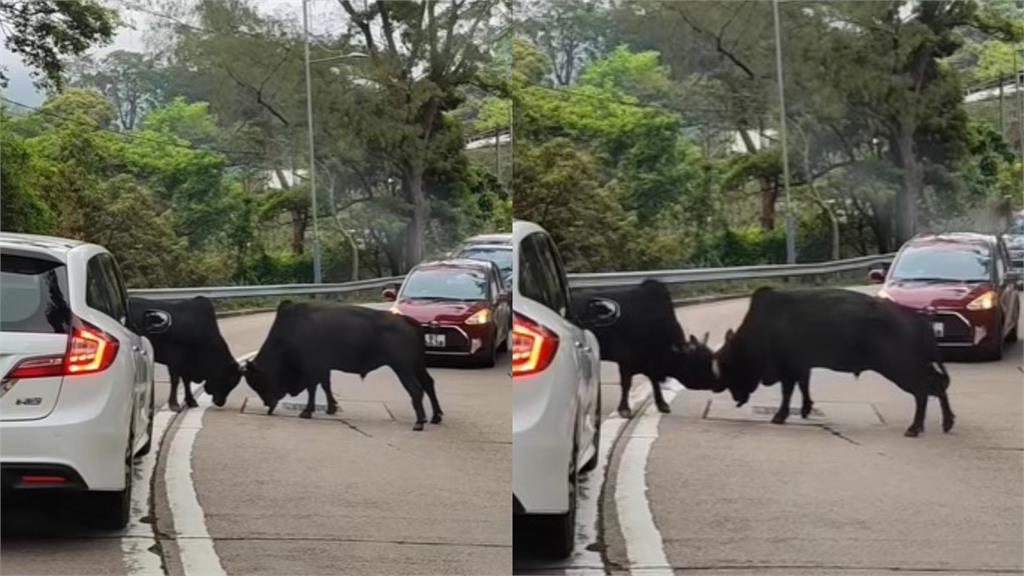 野牛把馬路當擂台!「激鬥25秒」駕駛被迫當觀眾