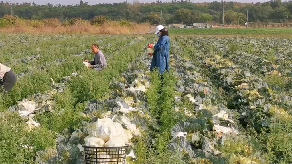 批發價慘剩8元! 立委發放1萬台斤高麗菜助農民